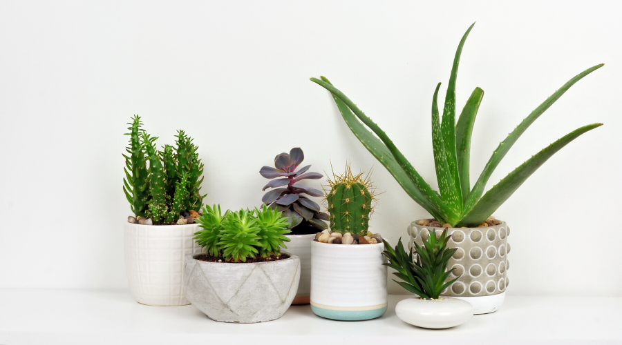8 House Plants Pet Owners Need to Get Rid Off ASAP
