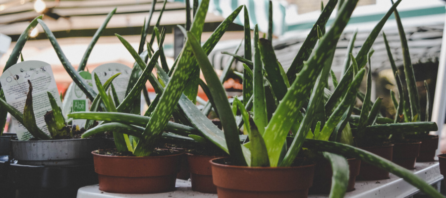 8 House Plants Pet Owners Need to Get Rid Off ASAP