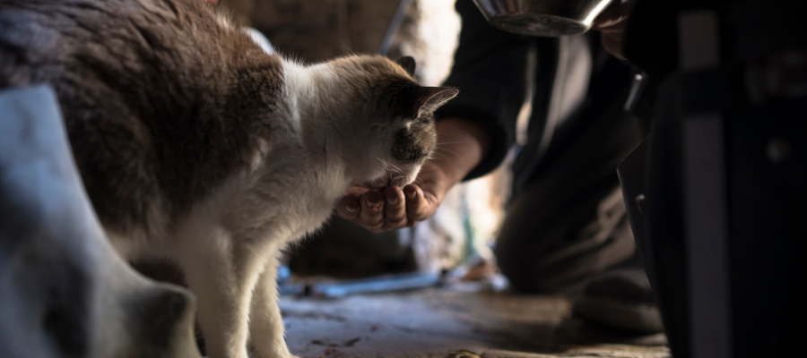 National Hug Your Cat Day: 5 Meaningful Ways to Celebrate