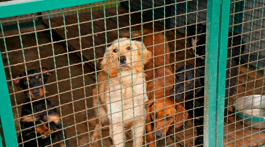 3 Ways to Help Cut Overcrowding in Animal Shelters