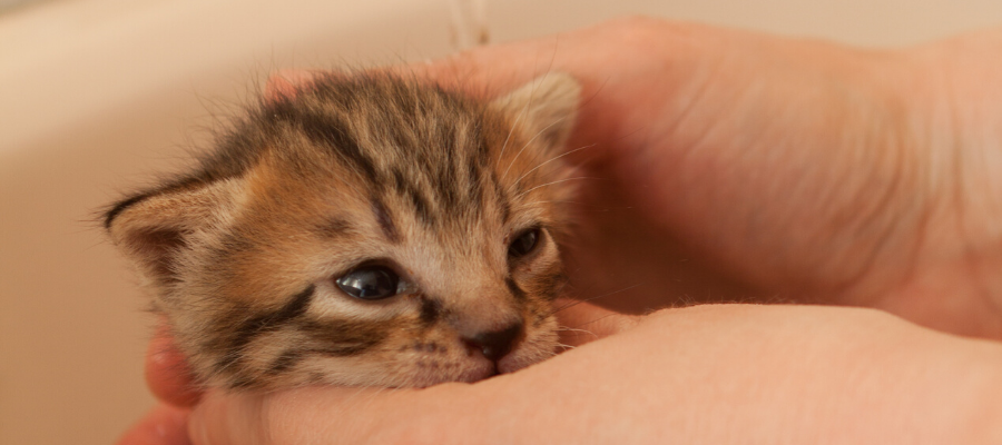 National Kitten Day: A Good Day for Kitten Dips