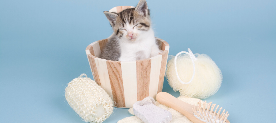 National Kitten Day: A Good Day for Kitten Dips