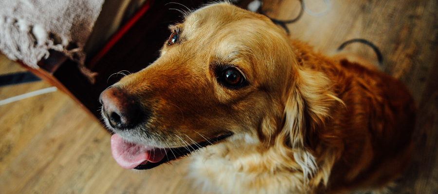 National Caesar Salad Day: Tossing Some Greens in Your Dog's Dish