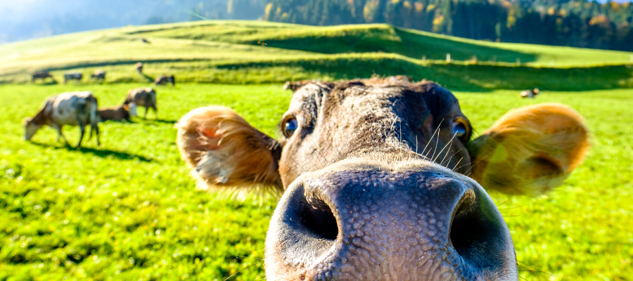 Do Your Farm Animals Deserve More Visibility?