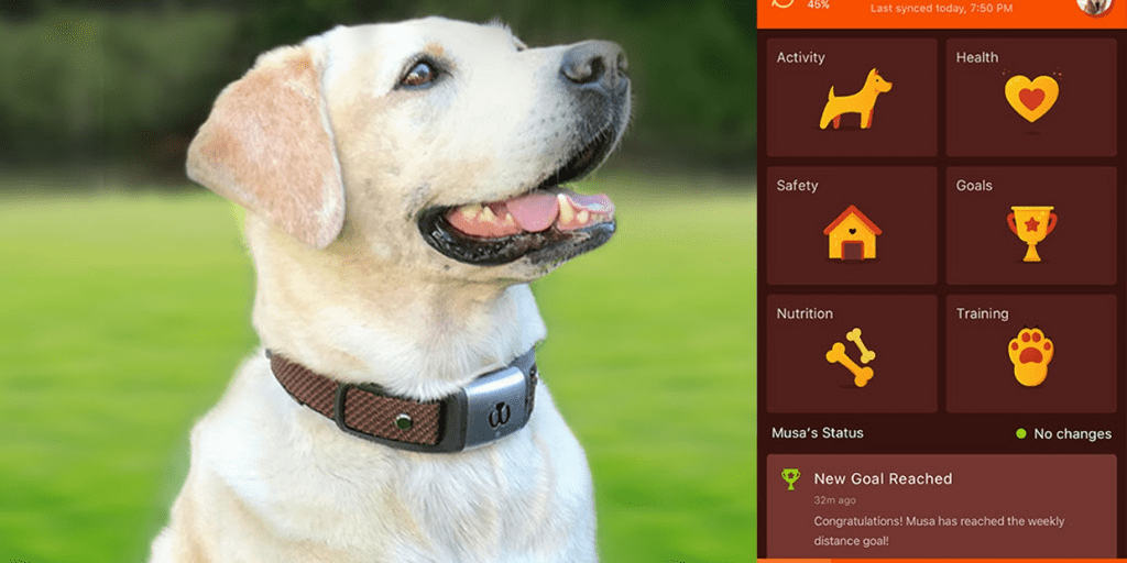 Smart collar for dogs monitors activity, providing clues to health and  wellness