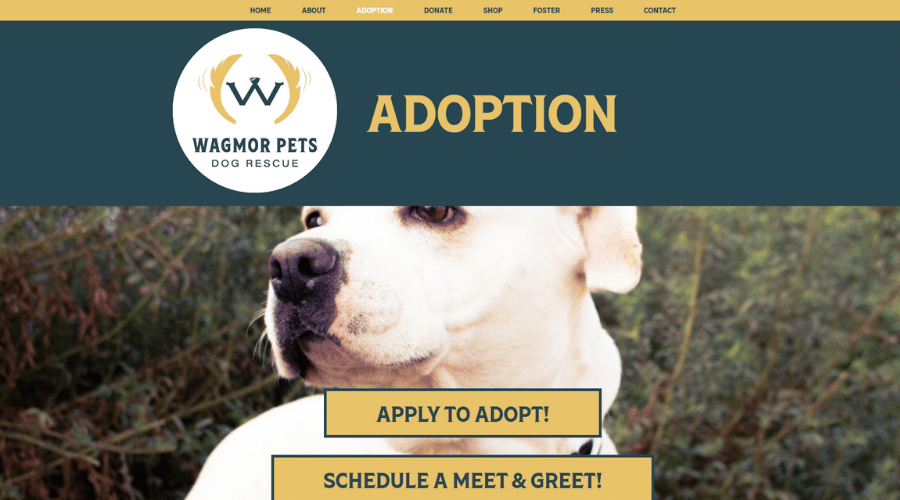 Wagmor pet hot sale adoption