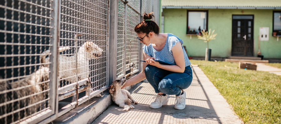 dogs and animal shelter volunteer