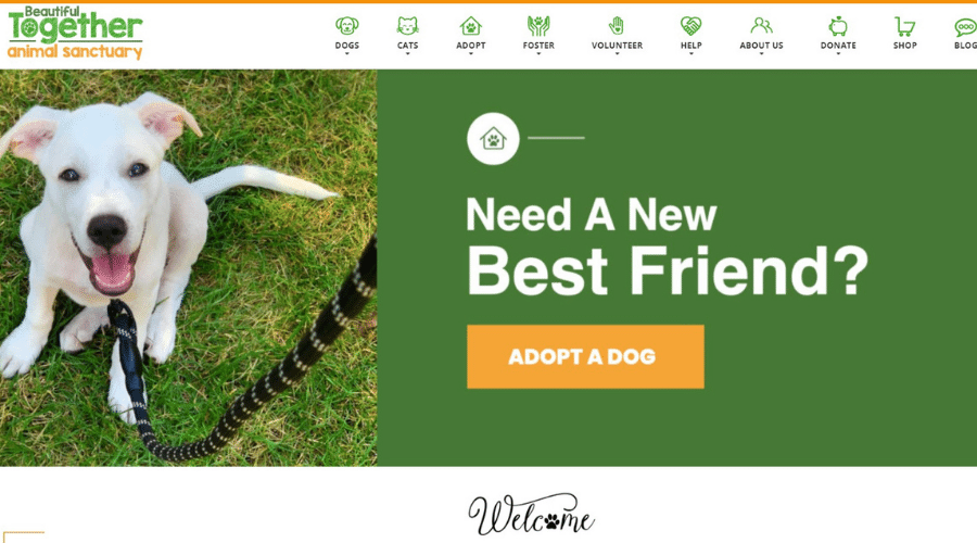 Beautiful Together Dog Sanctuary Provides Pet Adoption Options
