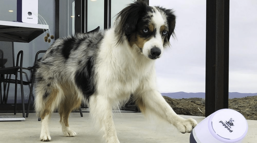 dog playing with puppod rocker and feeder