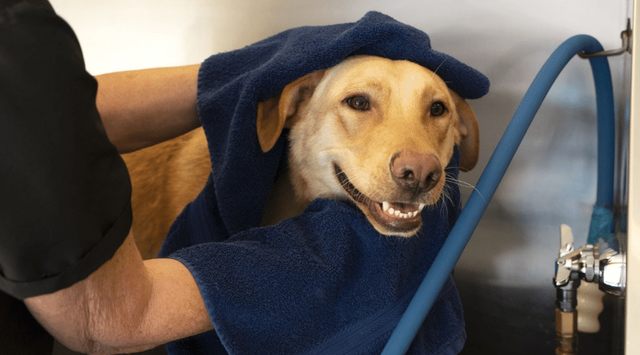 the benefits of a dog grooming training program for canine grooming academy