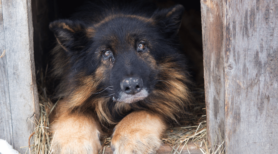 cancer is the top reason for amputation in pets