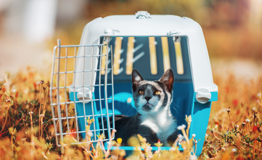 Travel Safely With Your Pets │ Center For Pet Safety