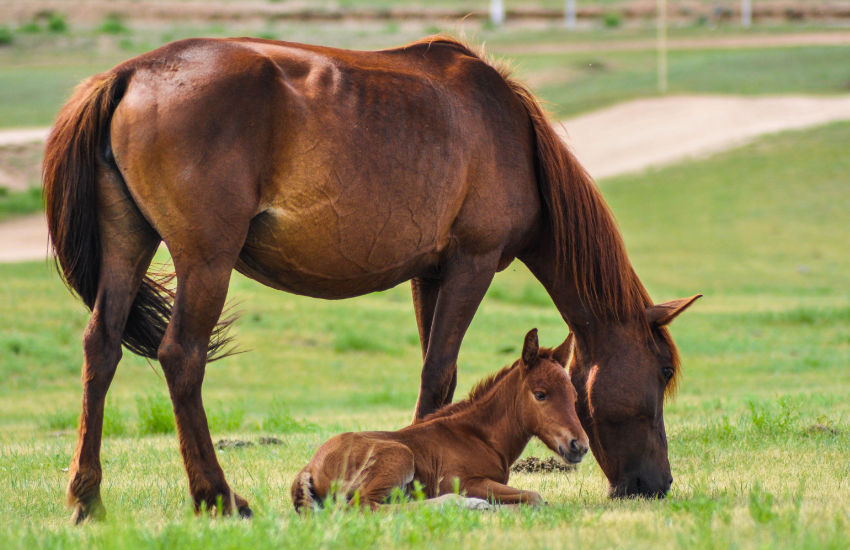 The Secret behind Horse Training │ The Resnick Method Liberty Horsemanship