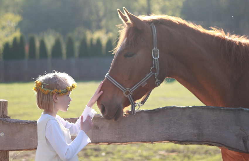 The Secret behind Horse Training │ The Resnick Method Liberty Horsemanship