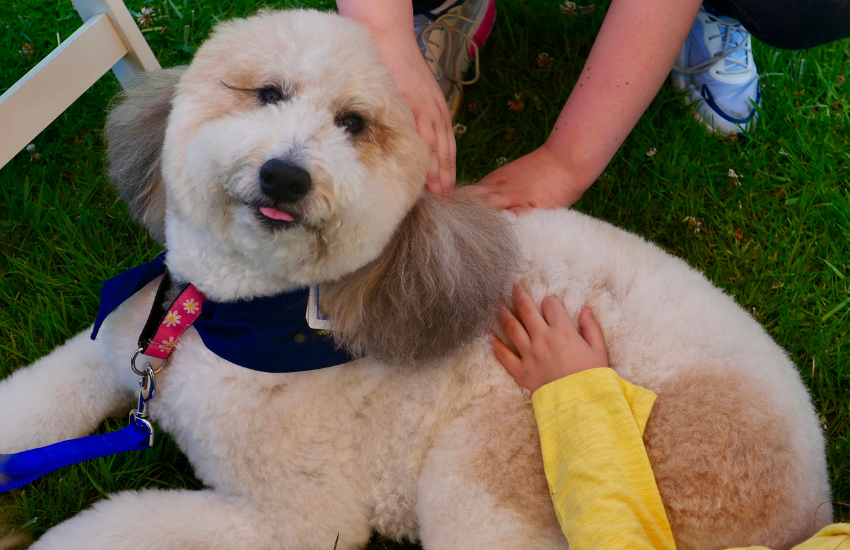 Giving Fur Clients A Needed Canine Massage Therapy │Blanca Rodriguez (Certified Canine Massage Therapist)