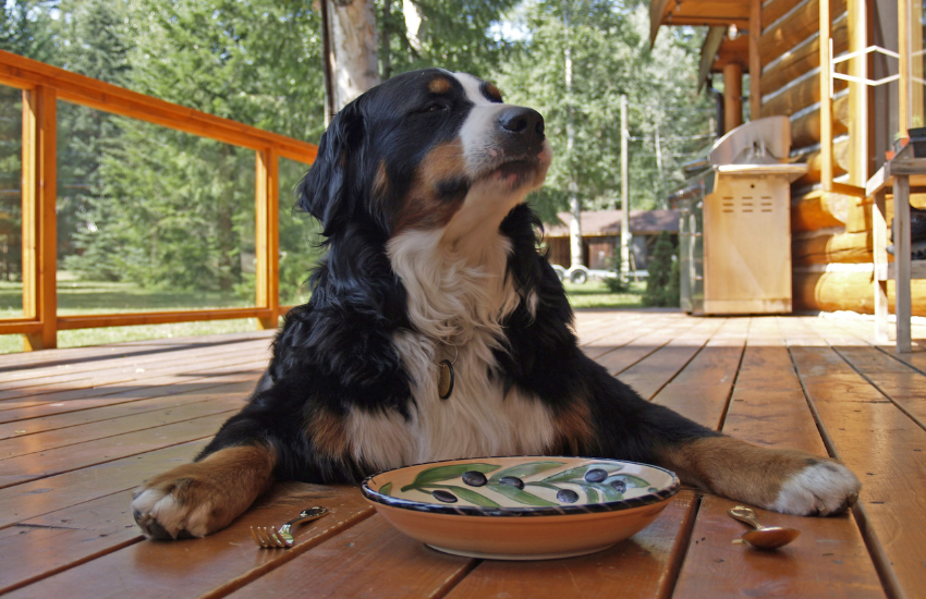 Add Healthier Meals to Your Dog's Diet │Brutus Broth