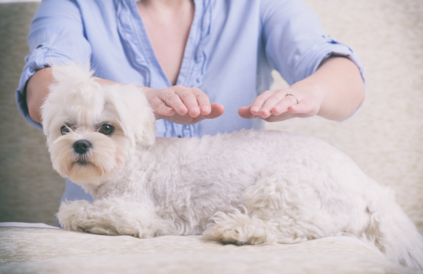 Giving Fur Clients A Needed Canine Massage Therapy │Blanca Rodriguez (Certified Canine Massage Therapist)