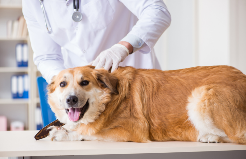 Get Your Pet Proper Cancer Treatments By Connecting With The Right Specialists │ Pet Cancer Care Consulting
