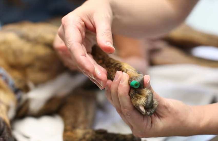 Dr. Buzby's ToeGrips for Dogs