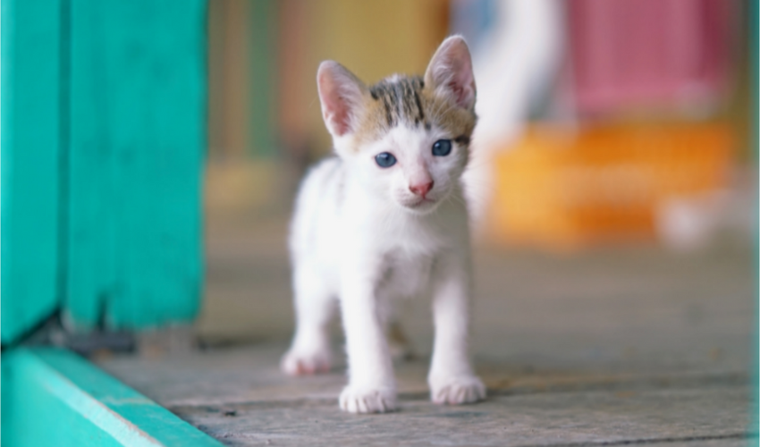 How Common Is FIV In Kittens?