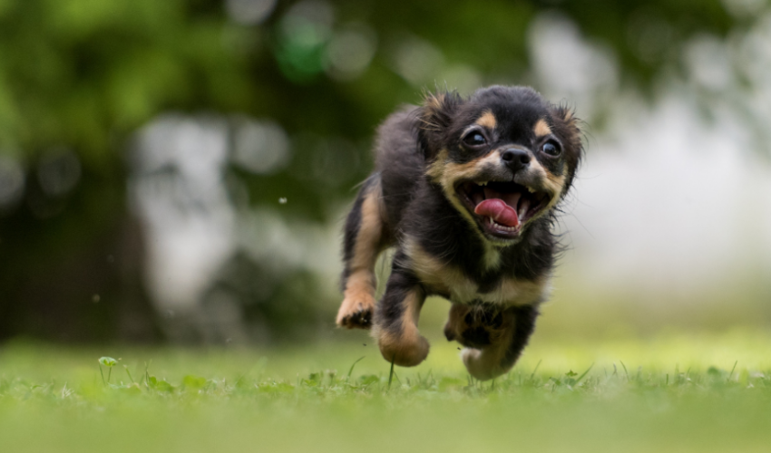 Can A Pet Live A Normal Life After Parvo Dog Illness?