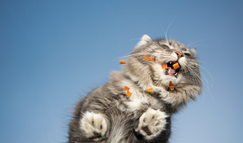 10 Healthy Human Foods That Are Safe For Cats