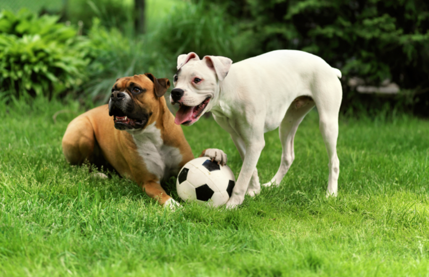 Placing Trust On A Reliable Canine Liability Insurance │ Dog Bite Quote