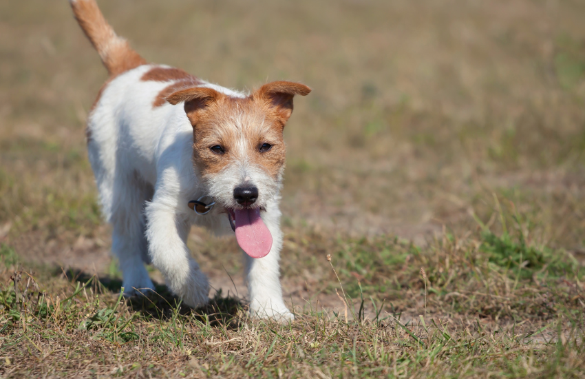 dog constantly panting