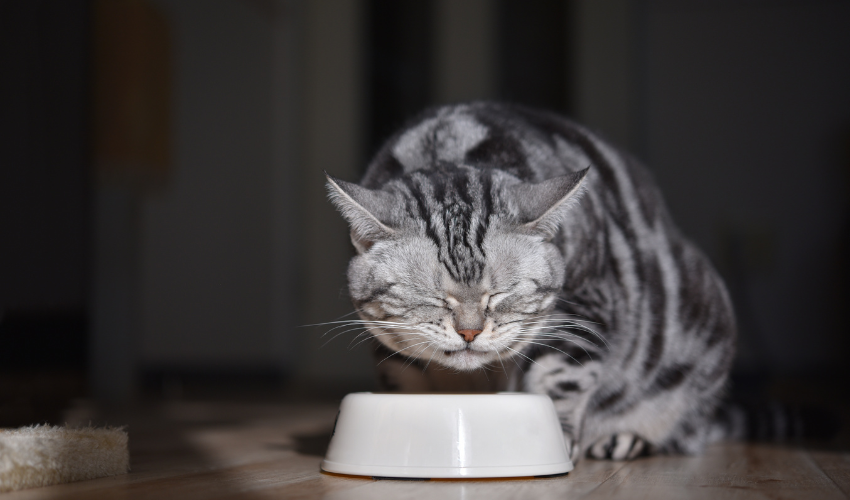 What to feed outlet a cat with diarrhea