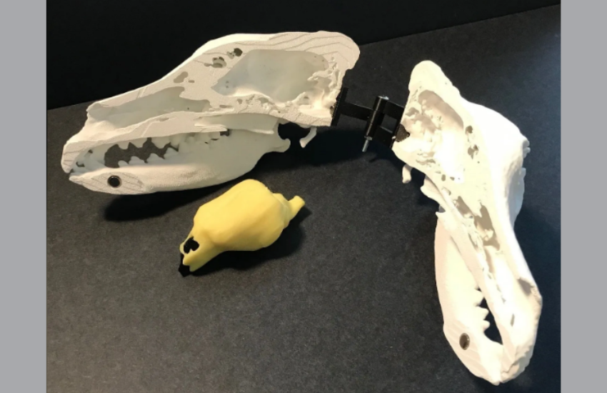 Cutting-Edge Veterinary 3D Printing │ Modl3D