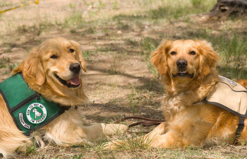 Helping Disabled Canines By Giving Them The Best Custom Wheelchair │ Eddie's Wheel