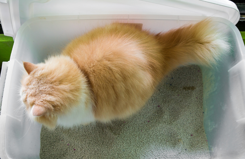 6 Dietary Needs That Encourage A Healthy Cat Poop