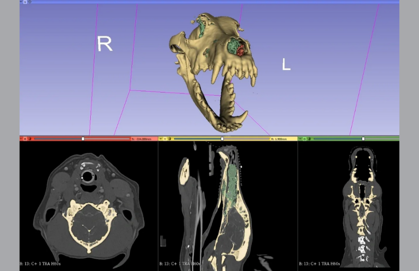 Cutting-Edge Veterinary 3D Printing │ Modl3D