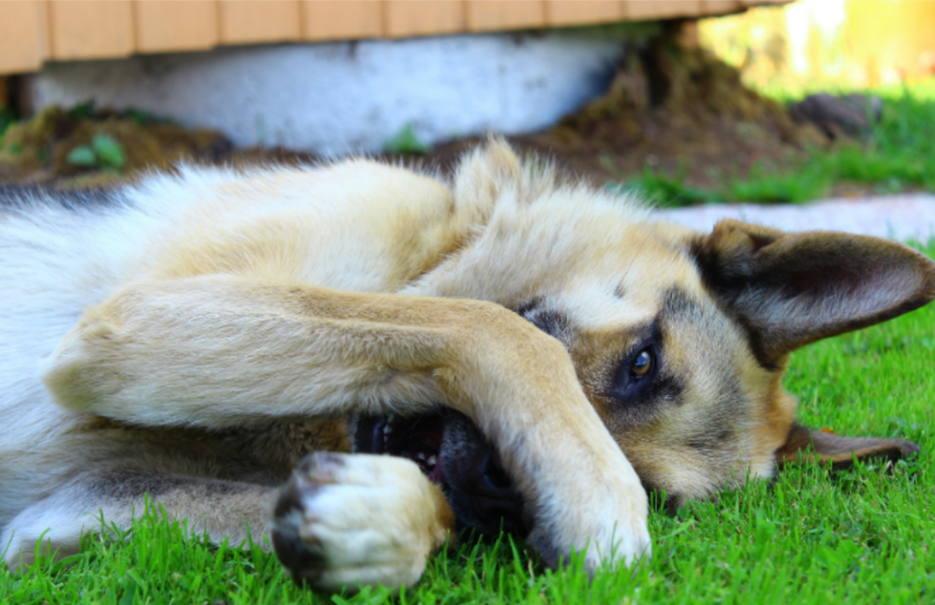 How Common Is Dog Distemper? Find Out!