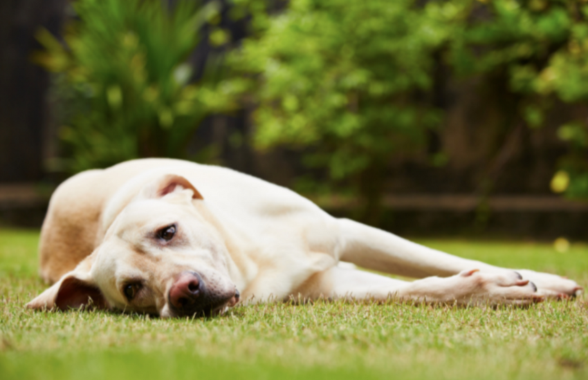 What Animals Can Get Distemper? Read here!