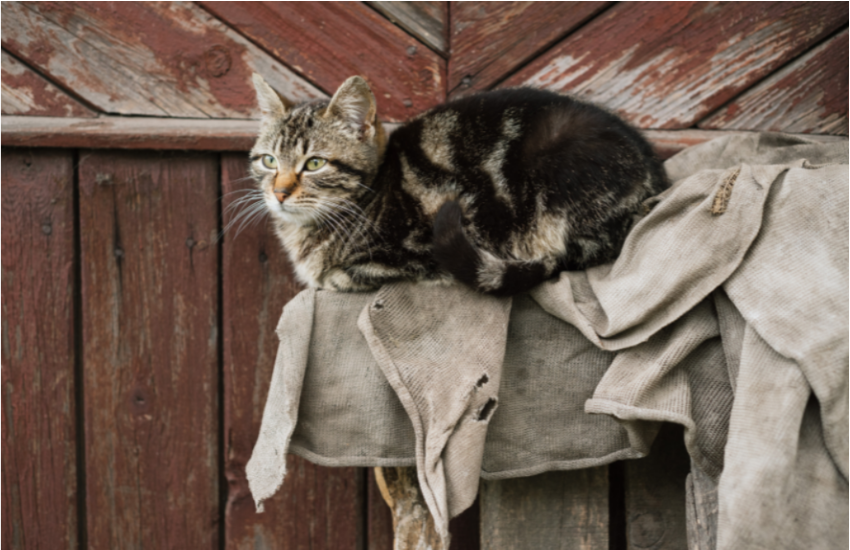 How Common Is FIV In Stray Cats? Learn Here!