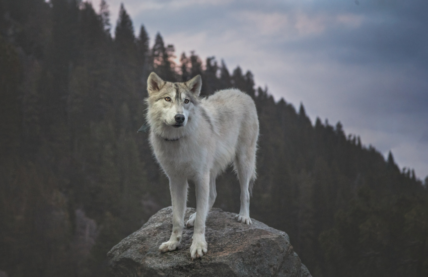 Learning The Magic Of Pet Photography │ Carol Arscott Photography