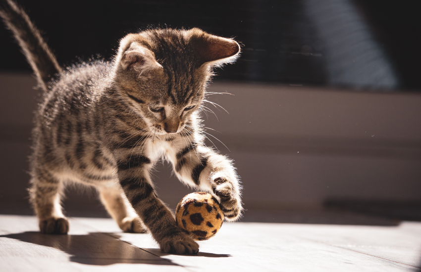 Teaching Cats Fun Tricks Using Clicker Training │ Cat School