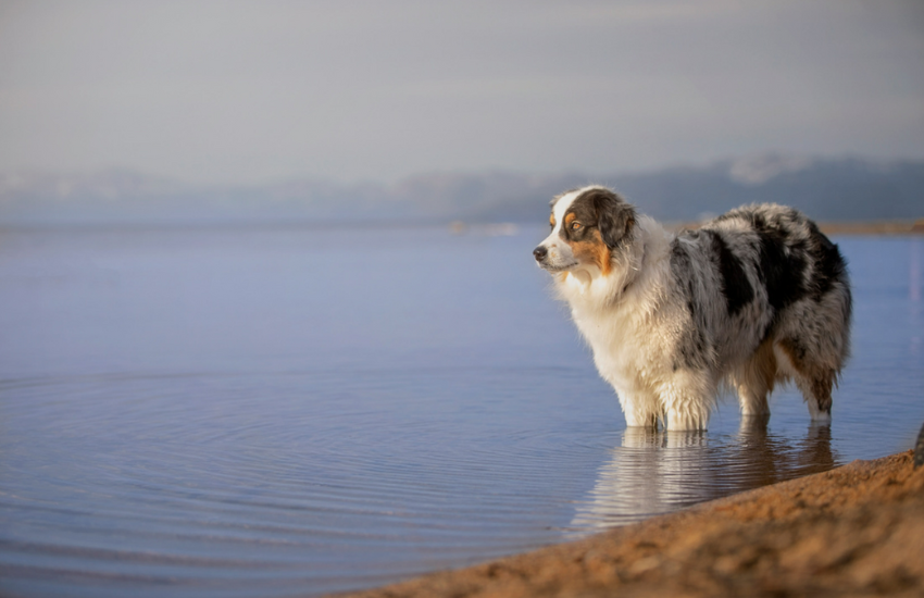 Learning The Magic Of Pet Photography │ Carol Arscott Photography