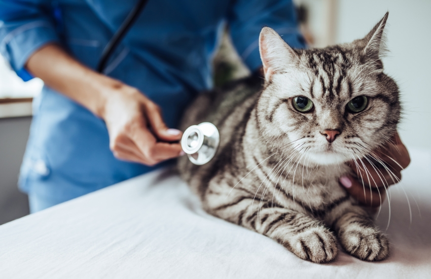 The Importance of Spaying and Neutering Our Pets