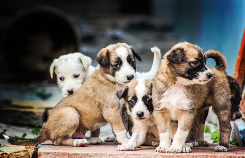 The Importance of Spaying and Neutering Our Pets