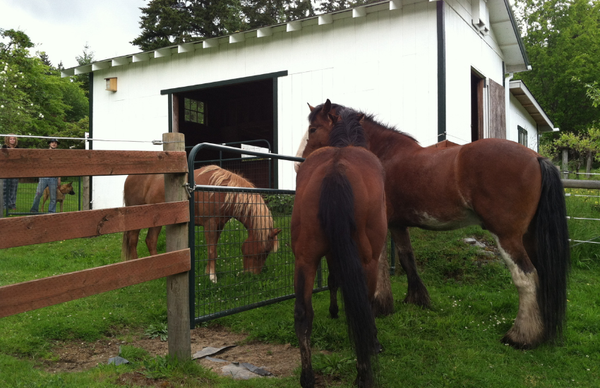 Understanding The Wonders Behind Horse Rescue │ Return To Horse Medicine