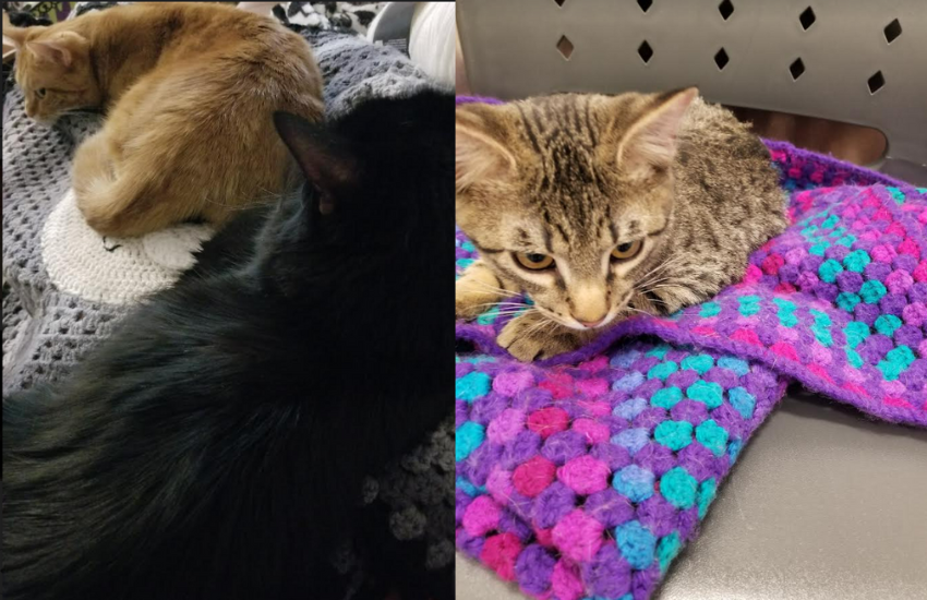 Combining Passions: Crocheting And Cat Behavior │ The Crocheting Cat Behaviorist