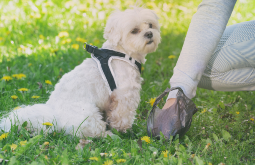 What Does Wormy Dog Poop Look Like?