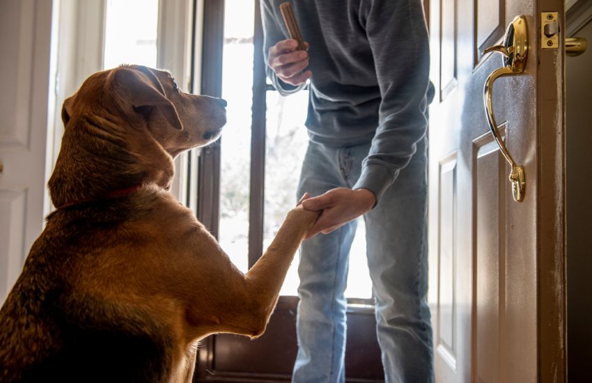 Senior Pets Will Prove that Age is Just a Number