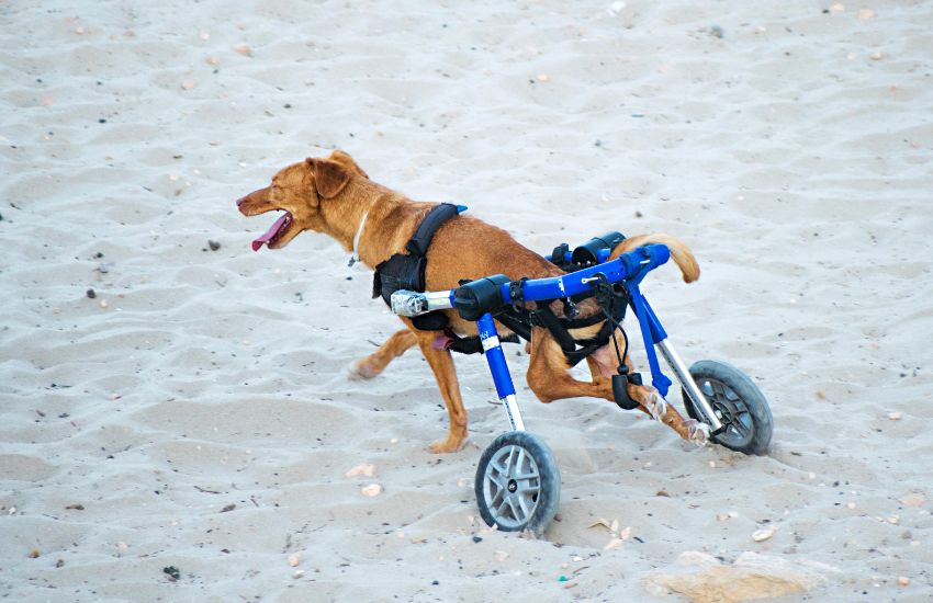 A Guide to Finding Forever Homes for Animals with Disabilities