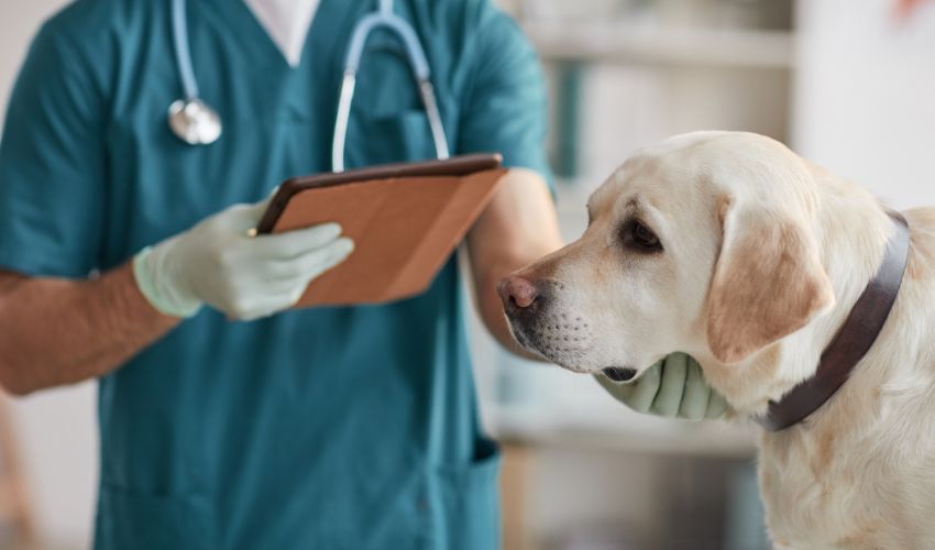 The Importance of Microchipping Your Beloved Pet