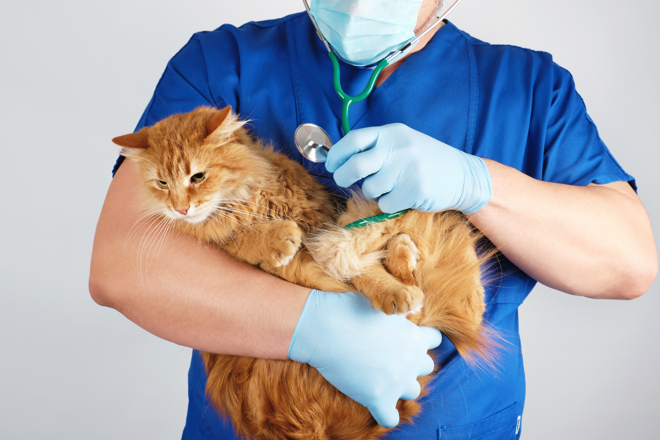 pancreatitis in cats when to euthanize