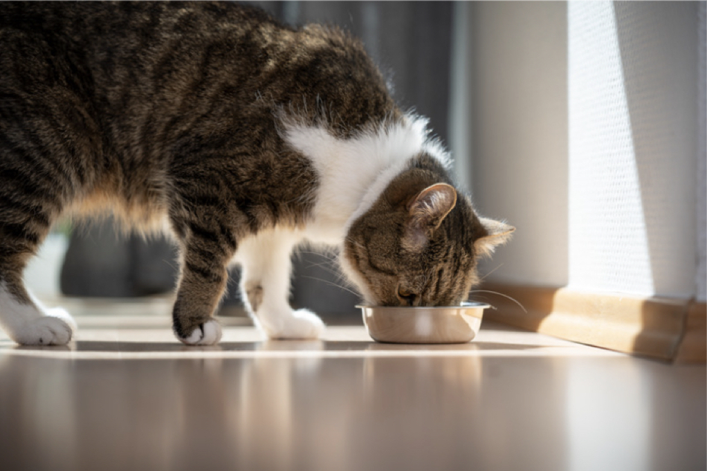 if you are wondering what to feed a cat with diarrhea, look no further! This article will discuss the nutrients cats need to recover quickly and fight off infections more effectively.