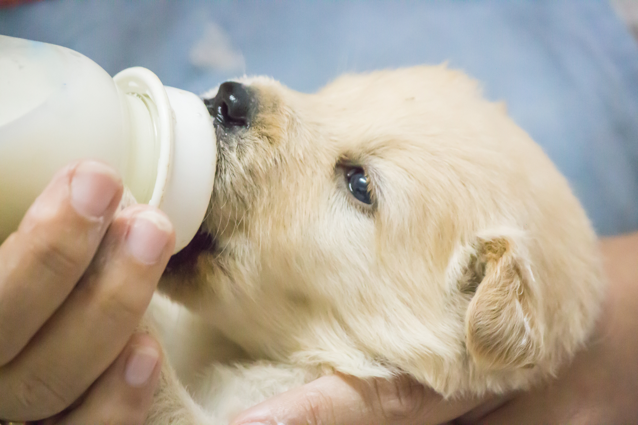 puppy throwing up white foam